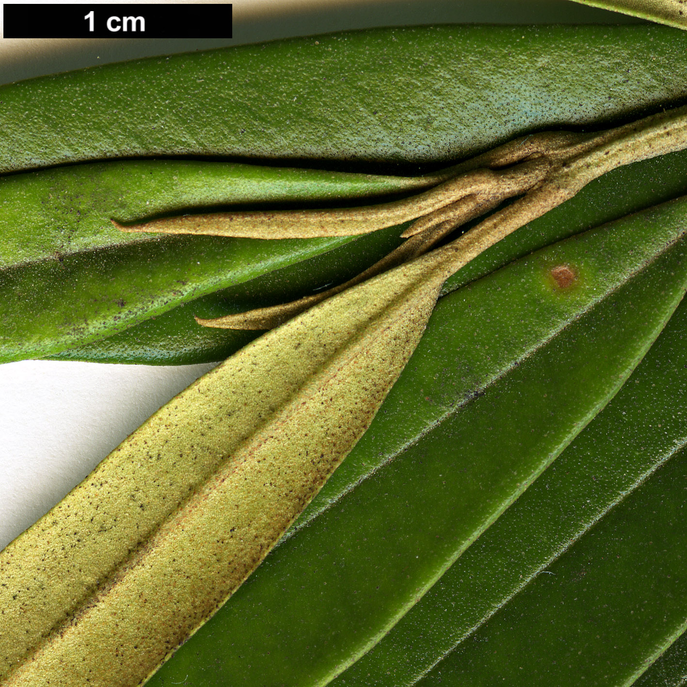 High resolution image: Family: Oleaceae - Genus: Olea - Taxon: europaea - SpeciesSub: subsp. cuspidata
